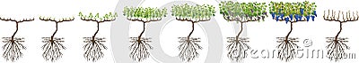 Annual growth cycle of grapevine Vector Illustration