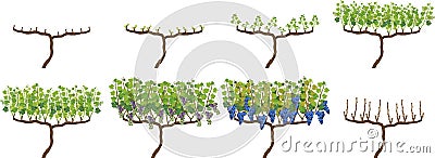 Annual growth cycle of grapevine Vector Illustration