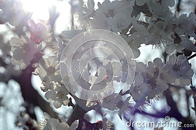 Flowering apricot tree in spring Stock Photo