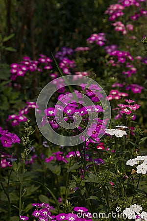 Annual Phlox is an annual, growing from seed each year. The branches have sharp, pointed, lengthy, ciliated leaves. Stock Photo