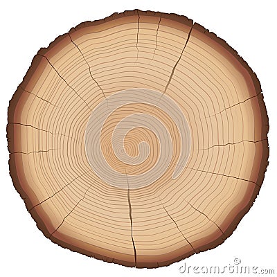 Annual Rings Tree Trunk Cross Section Vector Illustration