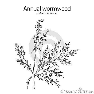 Annual wormwood or sweet sagewort Artemisia annua , medicinal plant Vector Illustration