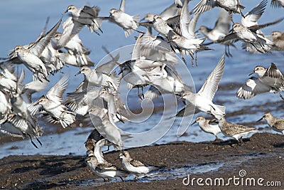 Sanderling Flock in the Spring Stock Photo