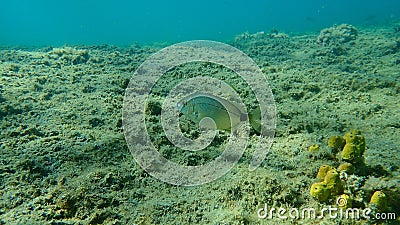 Annular sea bream (Diplodus annularis) undersea, Aegean Sea, Greece, Halkidiki Stock Photo