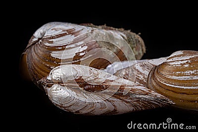 Anodonta Anatina empty shell. A clam shell living in the lakes of Central Europe Stock Photo