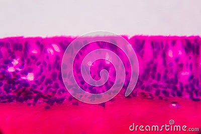 Anodonta gills ciliated epithelium under the microscope - Abstract pink and purple color on white background Stock Photo