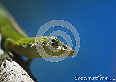 Anole on a branch Stock Photo