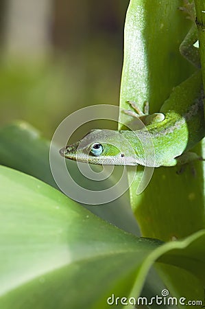 Anole lizard Stock Photo