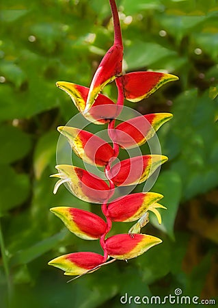 An Anole in Red Hanging Heliconia Flower in Jamacia Stock Photo