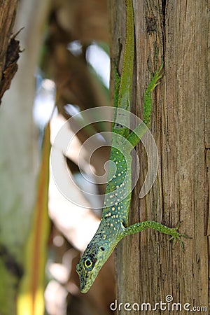 Anoli lizard of Martinique Stock Photo