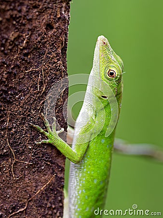 Anolis biporcatus - neotropical green anole or giant green anole, species of lizard, reptile found in forests in Mexico, Central Stock Photo