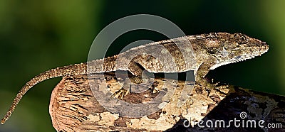 Anolis (Chamaeleolis) guamuhaya (Escambray Bearded Anole). Stock Photo