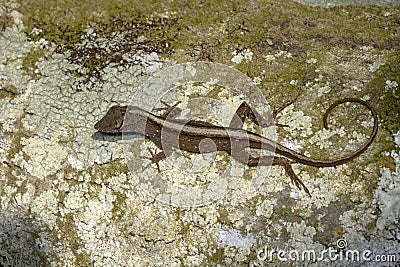 Anolis sagrei, brown anole Stock Photo