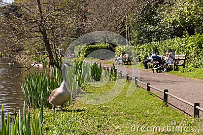 Anonymous families enjoying sunny day off watching wild geese in park Stock Photo