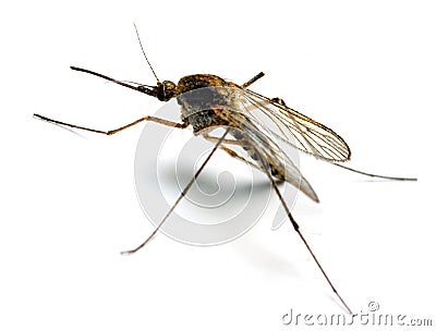 Anopheles mosquito Stock Photo