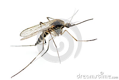 Anopheles mosquito Stock Photo