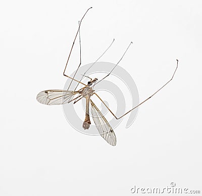 Anopheles mosquito, crane fly Stock Photo