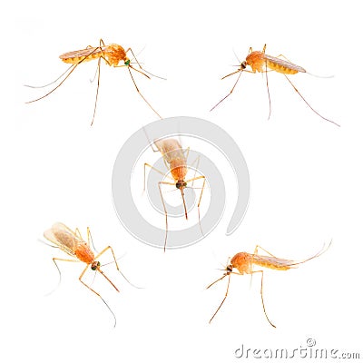 Anopheles mosquito. Stock Photo