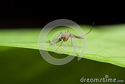 Anopheles mosquito on green leaf Stock Photo