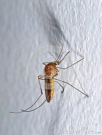 Anopheles mosquito Stock Photo