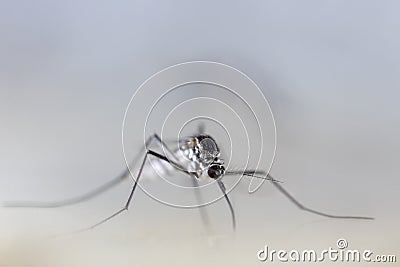 Anopheles sp. Mosquito Larva in the water for education. Stock Photo