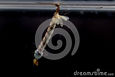 Anopheles sp. in the water for education. Stock Photo