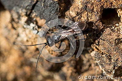 Anoplius nigerrimus spider-hunting wasp hunting Stock Photo