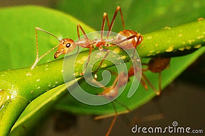 Anoplolepis gracilipes Crazy ants Stock Photo