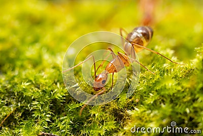 Anoplolepis gracilipes, yellow crazy ants, on mos plant, Stock Photo