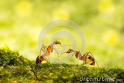 Anoplolepis gracilipes, yellow crazy ants, on mos plant, Stock Photo