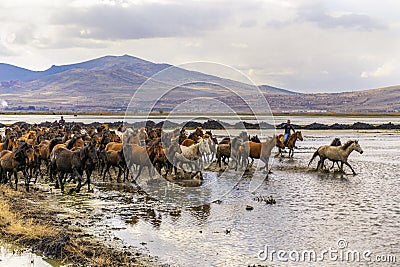 Running wild horses at kayseri, Turkey Editorial Stock Photo