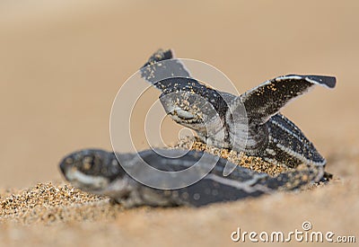 Another Leatherback Sea Turtle race Stock Photo