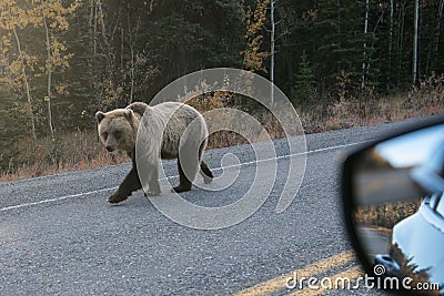 Another road user - Surprising encounter with a grizzlybear in Alaska Stock Photo