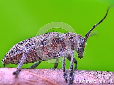 Another side photo of small longhorn beetle Stock Photo