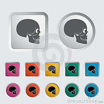 Anotomy skull Vector Illustration