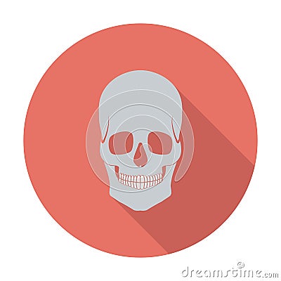 Anotomy skull Vector Illustration