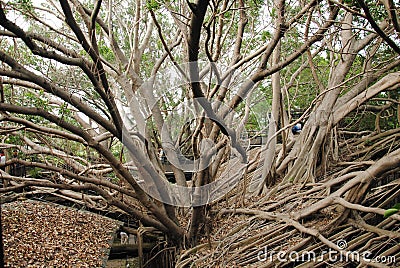 Anping tree house Editorial Stock Photo