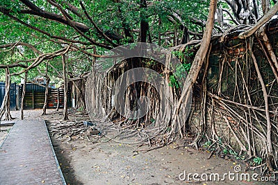 Anping Tree House in Tainan, Taiwan Stock Photo