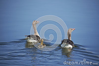 Anser anser with chicks on the lake in the Danube Delta 033 Stock Photo