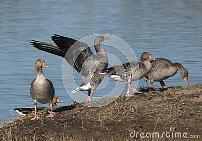 Anser anser Stock Photo