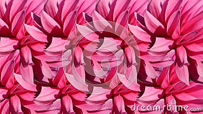 Anstract floral natural plant botanical pattern texture summer spring petal pink background Stock Photo