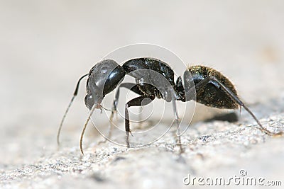 Ant Stock Photo