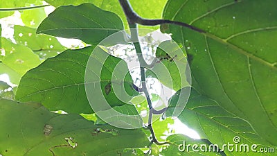 Ant action standing. Ant bridge unity team, Concept team work together Red ant, Weaver Ants Stock Photo