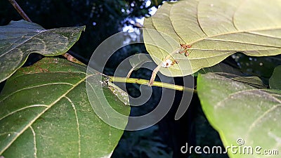 Ant action standing. Ant bridge unity team, Concept team work together Red ant, Weaver Ants Stock Photo