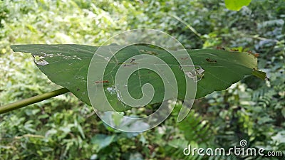 Ant action standing. Ant bridge unity team, Concept team work together Red ant, Weaver Ants Stock Photo
