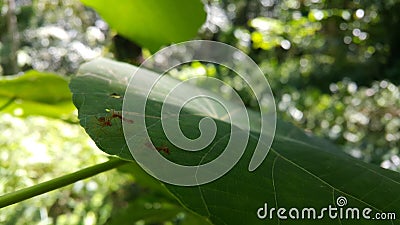 Ant action standing. Ant bridge unity team, Concept team work together Red ant, Weaver Ants Stock Photo