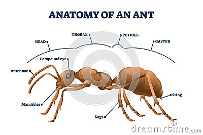 Ant anatomical structure vector illustration. Labeled biological body scheme Vector Illustration