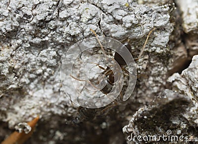 Ant and aphid on aspen bark Stock Photo