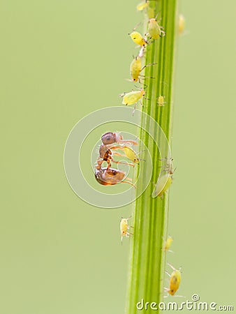 Ant and aphid on plants Stock Photo