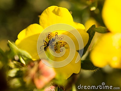 Ant collecting food in close up Stock Photo